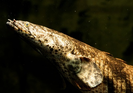 Полиптерус Эндлихера (Polypterus endlicheri) 5-7 см