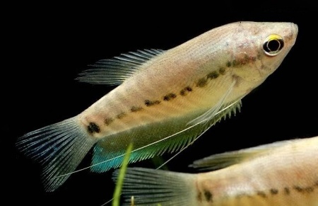 Змеиный Гурами (Trichopodus pectoralis)