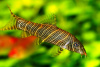 Боция Стриата полосатая (Botia striata) 5 см