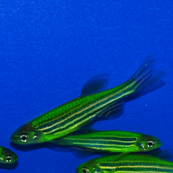 Данио рерио Глофиш зеленый (Danio rerio glofish)