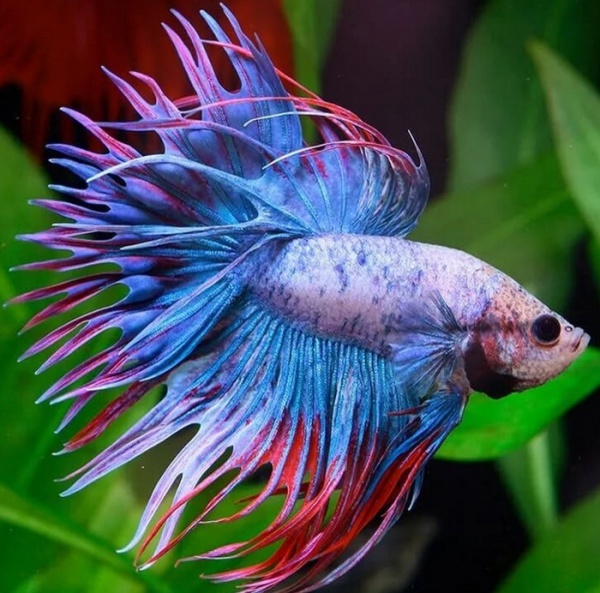 Петушок Коронохвостый мультиколор самец (Betta Fish Male Purple Marble)