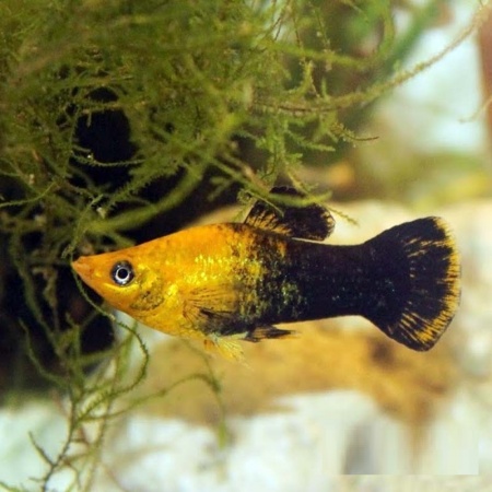 Моллинезия черно-желтая (Poecilia latipinna Gold and Black Molly fish) 4,5-4,8 см
