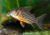Коридорас Штерба (Corydoras sterbai) сом 2,5-3 см 