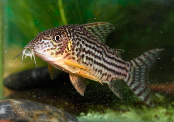 Коридорас Штерба (Corydoras sterbai) сом 2,5-3 см 