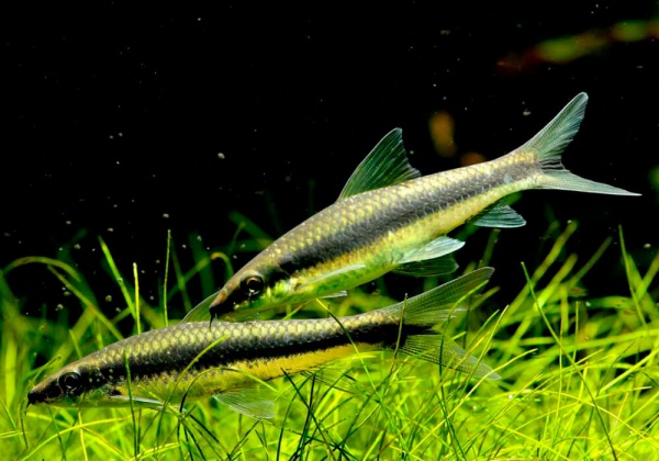 Кроссохейлус Сиамский водрослеед (Crossocheilus siamensis) 3-4 см 