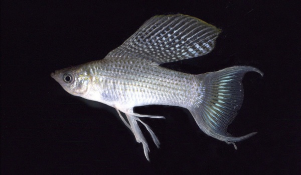 Моллинезия снежинка лирохвостая (Poecilia latipinna Silver lyretail Molly)