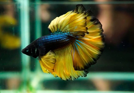 Петушок Халф Мун горчичный газ самец (Betta splendens Halfmoon Mustard Gas)