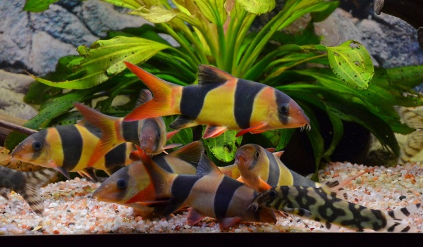 Боция-клоун (Botia macracanthus) 5 см