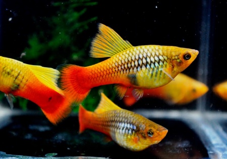 Пецилия пестрая радужная высокоплавничная (Xiphophorus variatus sunset rainbow hai-fin Platy)