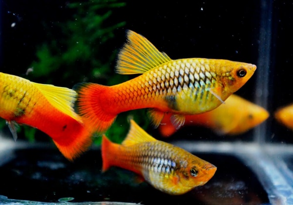 Пецилия пестрая радужная высокоплавничная (Xiphophorus variatus sunset rainbow hai-fin Platy)