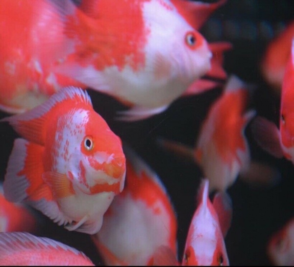 Цихлида Попугай красно белый (red-white Blood Parrot Cichlids) 18 см.