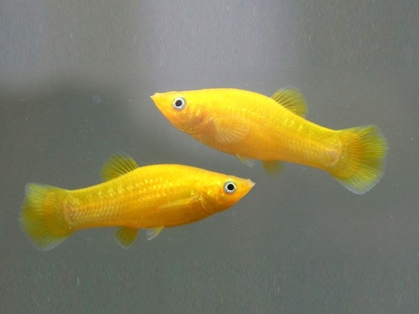 Моллинезия желтая (Poecilia sphenops Gold Molly)