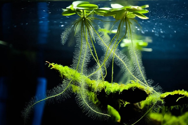 Лимнобиум (Limnobium sp.)