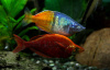 Глоссолепис красный (Glossolepis incisus)