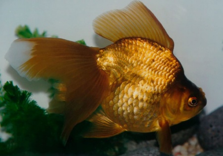 Риукин коричневый (Goldfish Ryukin brown)