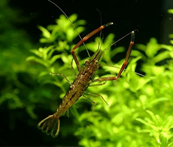 Креветка Макробрахиум (Macrobrachium) Кольцерукая креветка