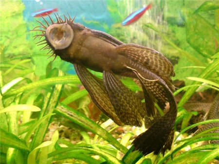 Анциструс обыкновенный вуалевый (Ancistrus dolichopterus) сом - присоска.4,5-5 см