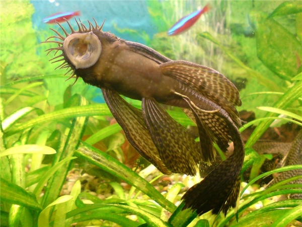 Анциструс обыкновенный вуалевый (Ancistrus dolichopterus) сом - присоска.4,5-5 см