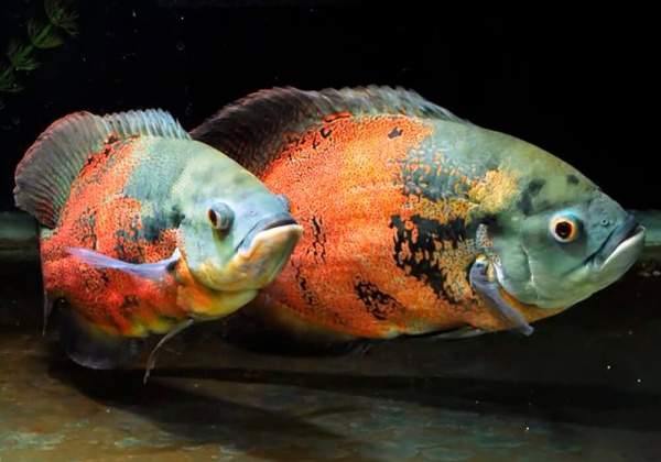 Цихлида Астронотус ореховый 5-6 см (Astronotus Ocellatus)
