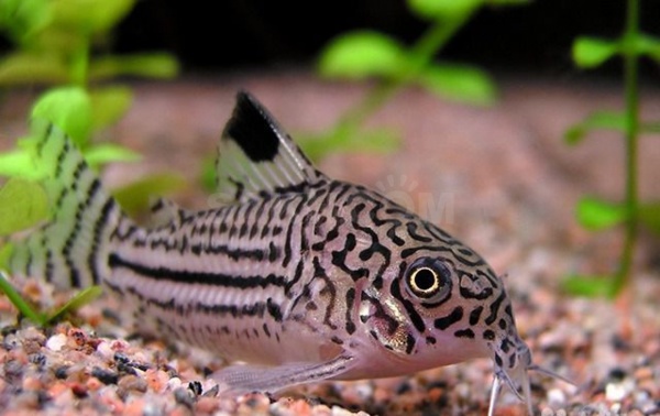 Коридорас Джули (Corydoras trilineatus/Julii) сом