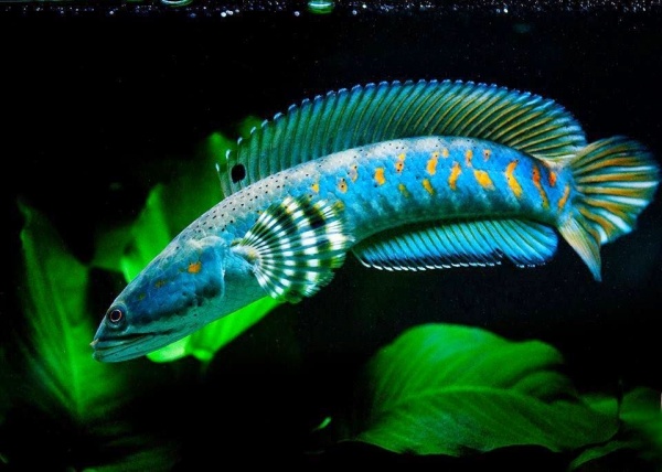 Змееголов Пульхера (Channa pulchra)