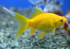 Золотая рыбка Комета лимонно-желтая (Goldfish Comet yellow)