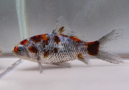 Золотая рыбка Шубункин бристольский ситцевый (Goldfish Bristol Shubunkin calico)