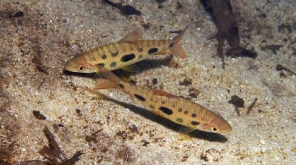 Лепоринус макулатус (Leporinus maculatus) 4-5 см 