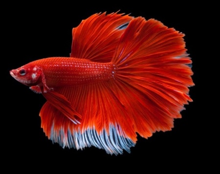 Петушок Халф Мун Рубиновая бабочка самец (Betta male Halfmoon rubin boterfly)