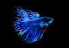 Петушок Коронохвостый синий самец (Betta-splendens-crown-tail-blue )