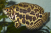 Ктенопома Леопардовая  (Ctenopoma Acutirostre) 2,5 см 