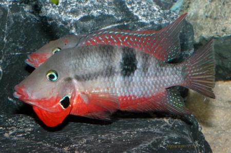 Цихлазома Меека (Thorichthys meeki)