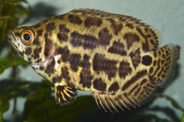 Ктенопома Леопардовая  (Ctenopoma Acutirostre) 2,5 см 
