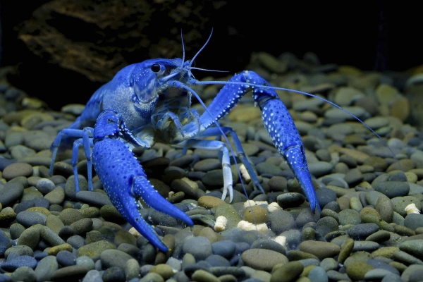 Рак Флоридский голубой, синий (Procambarus alleni)