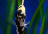 Скалярия Березка (pterophyllum birch)