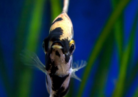 Скалярия Березка (pterophyllum birch)