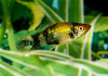 Меченосец Геллера тигровый (Xiphophorus helleri Tiger)
