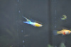 Гуппи Эндлера голубое золото (Guppy) Самец