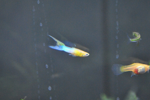 Гуппи Эндлера голубое золото (Guppy) Самец