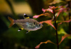 Пристелла прозрачная Тетра (Pristella Maxillaris) 2 см