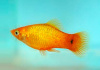 Пецилия солнечная закат (Xiphophorus maculatus sunset Platy) сансэт
