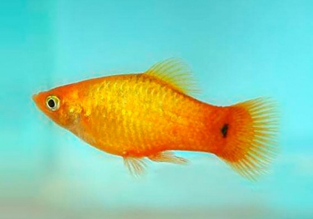 Пецилия солнечная закат (Xiphophorus maculatus sunset Platy) сансэт