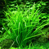 Эхинодорус нежный травянистый (Echinodorus tenellus)