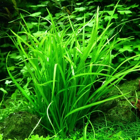 Эхинодорус нежный травянистый (Echinodorus tenellus)
