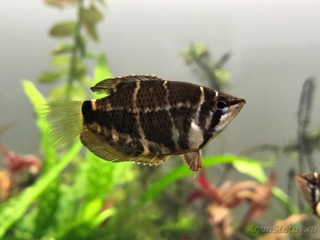 Гурами Шоколадный  (Sphaerichthys osphormenoides)