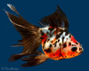 Риукин ситцевый с широким хвостом (Goldfish Ryukin calico broad tail)