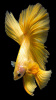 Петушок Халф Мун золотой самец( Betta male Halfmoon gold)