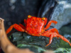 Краб Ред Руби (Geosesarma sp.) Томат  Самец