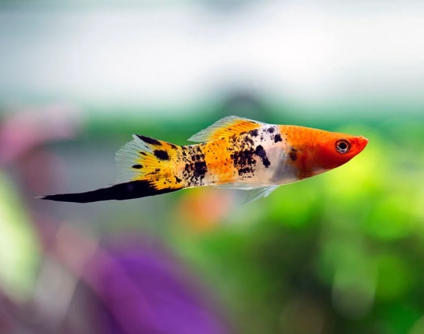 Меченосец Геллера кои ситец (Xiphophorus helleri Calico Koi)