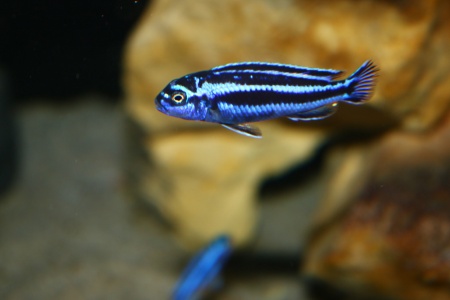 Цихлида Меланохромис Майнгано (Pseudotropheus cyaneorhabdos)